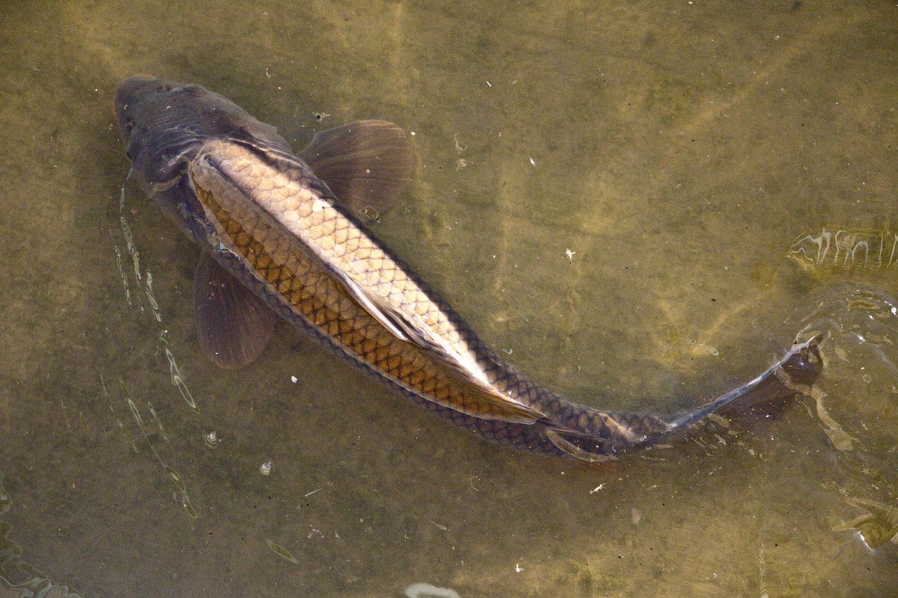 Karper in het water opzoek naar aas in de regen