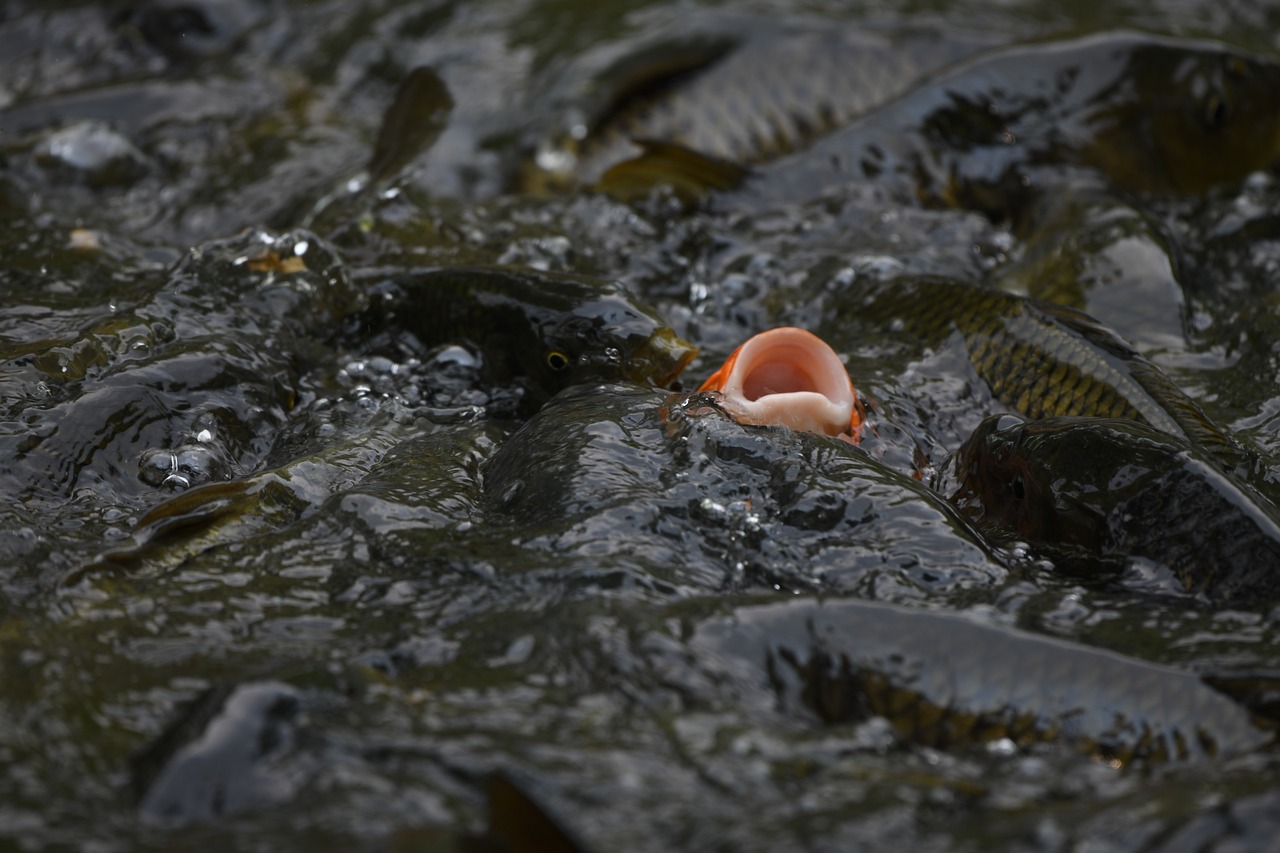 Karpers in de regen opzoek naar aas